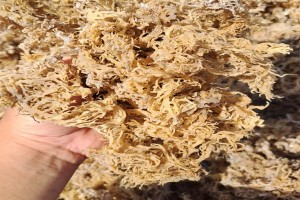 Dried Seaweed Eucheuma Cottoni from Indonesia